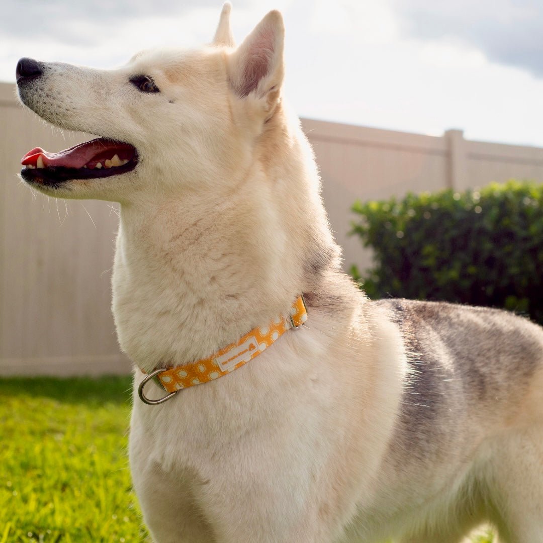 Sun's Out Dog Collar