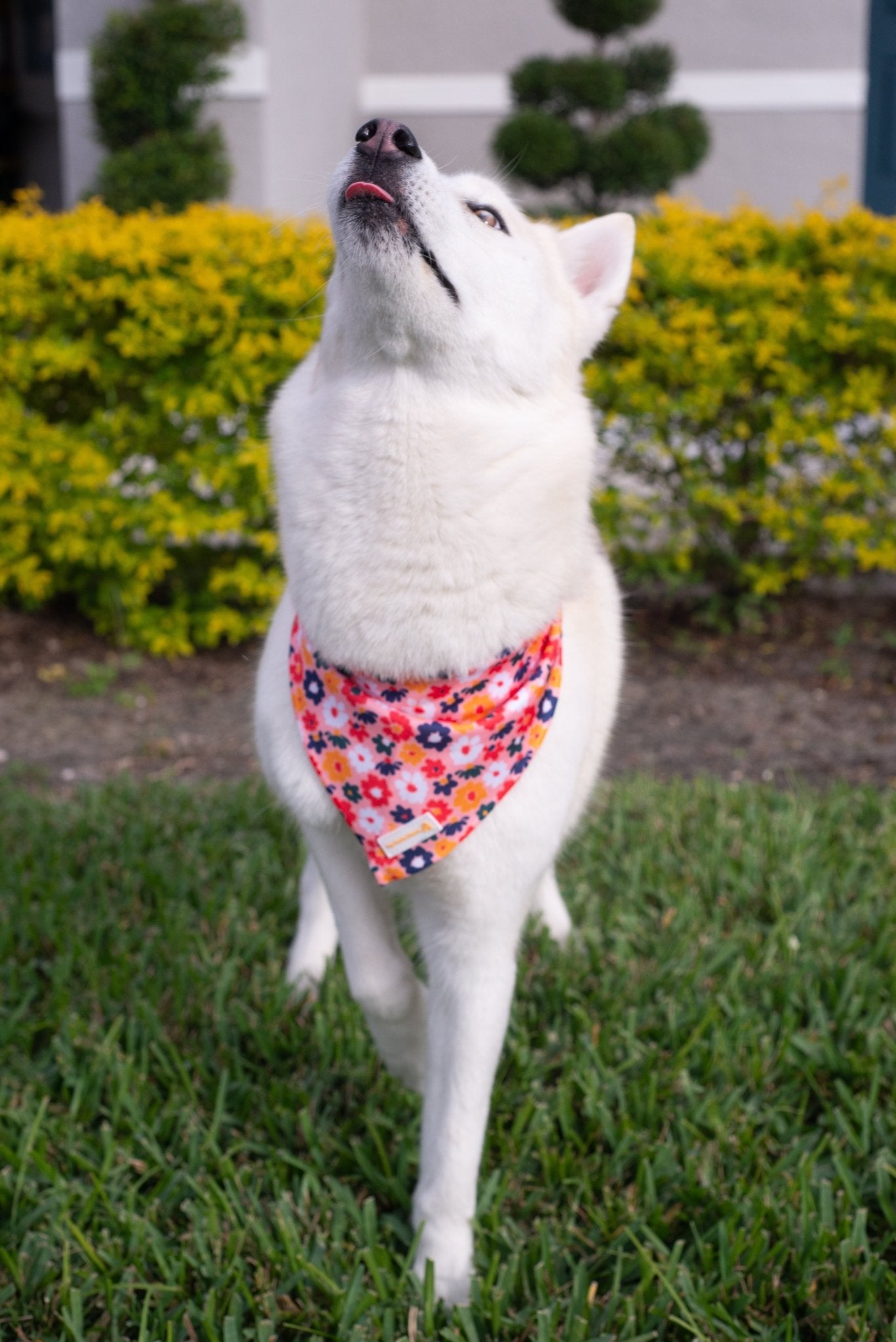 dog wearing Large floral bandana