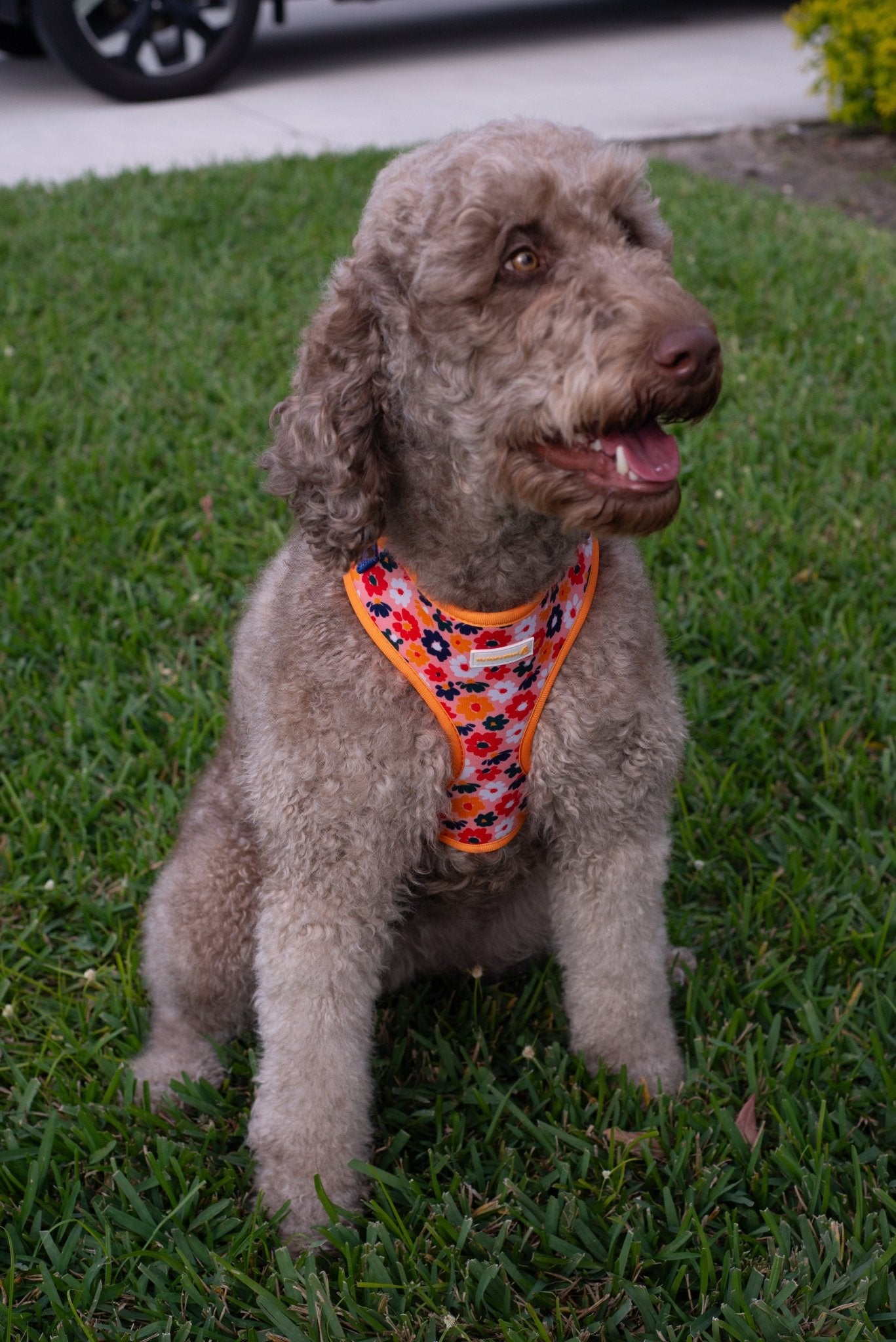 Pet wearing Flower Dog Harness