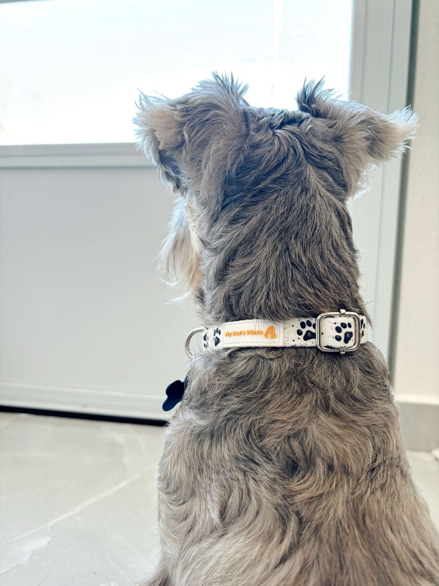 Dog Paw Print Cartoon Collar